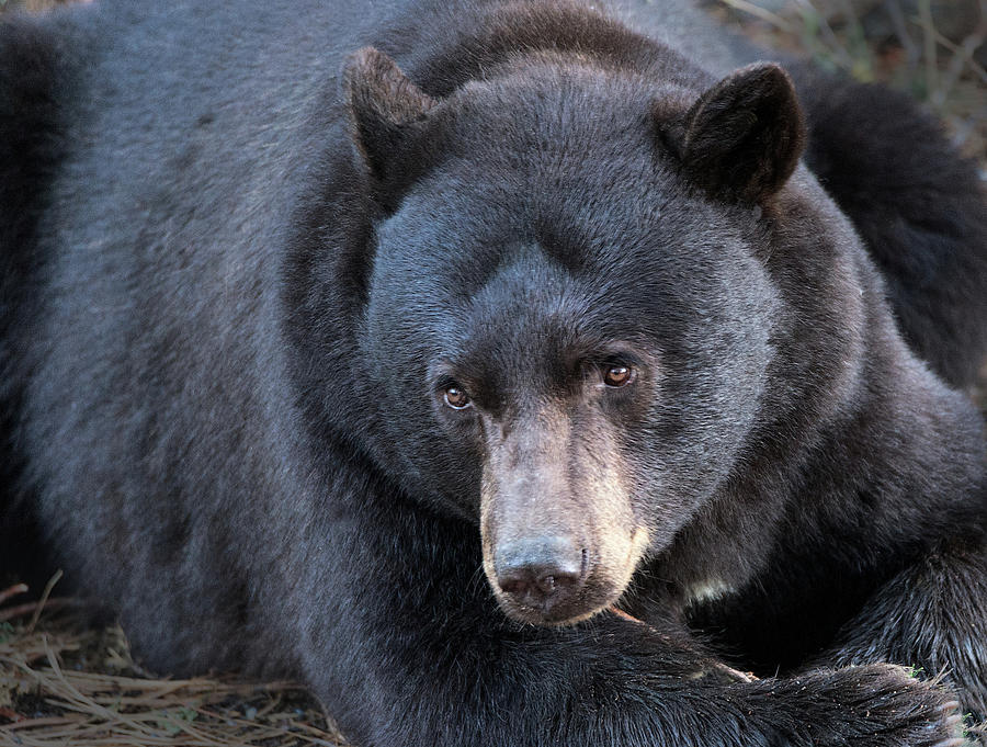 Black Bear Photograph - Inner Thoughts by Dennis Bolton Black Bear Photograph - Inner Thoughts by Dennis Bolton