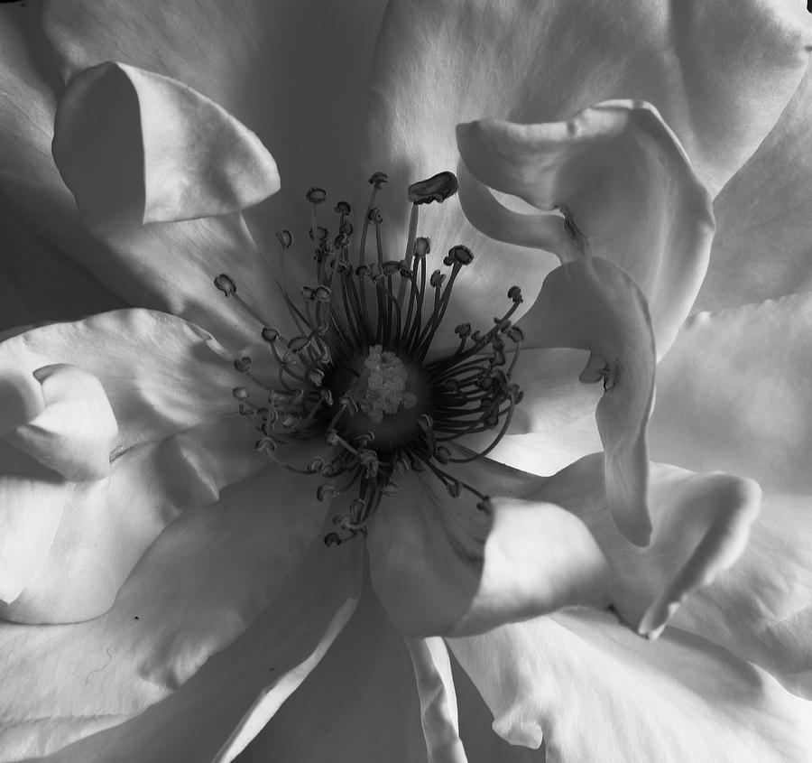Inner White Rose Monochrome Photograph by Jeff Townsend