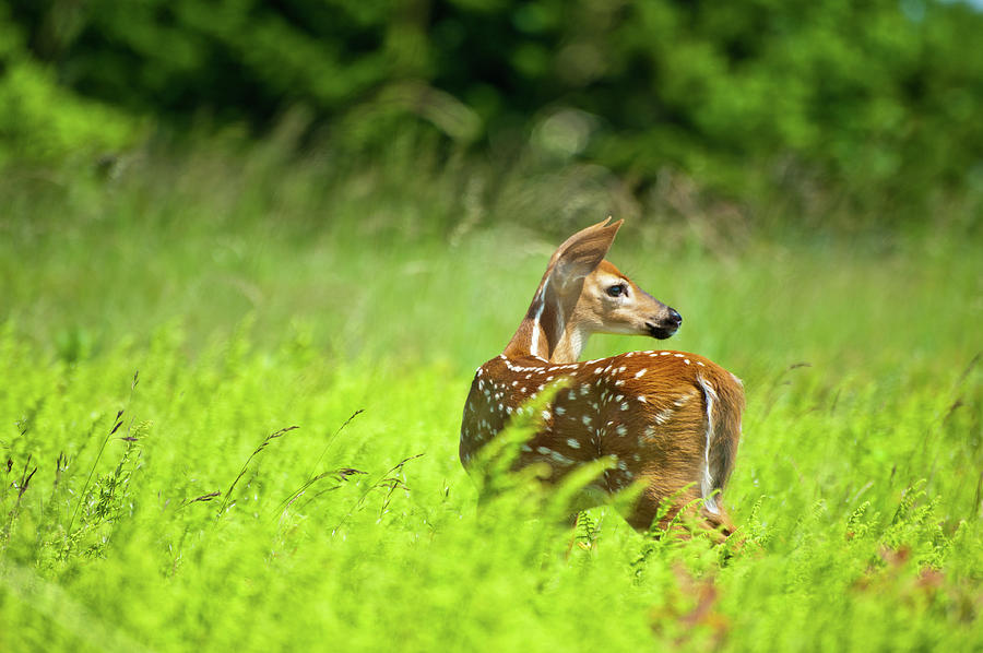 Innocent Fawn Photograph by Y Lau Photography