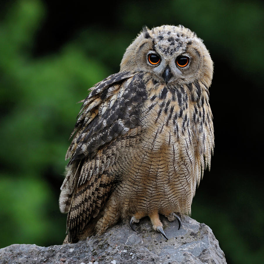 Innocent look... young Eurasian Eagle Owl Photograph by ...