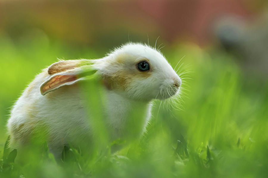 Innocent Rabbit Photograph by Yazir Zubair | Fine Art America