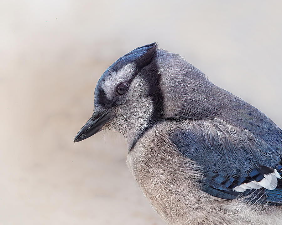 Winter Photograph - Inquisitive Blue Jay by Lucie Gagnon