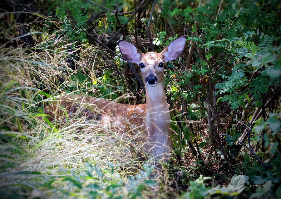 Inquisitive Fawn Photograph by Brian Wallace