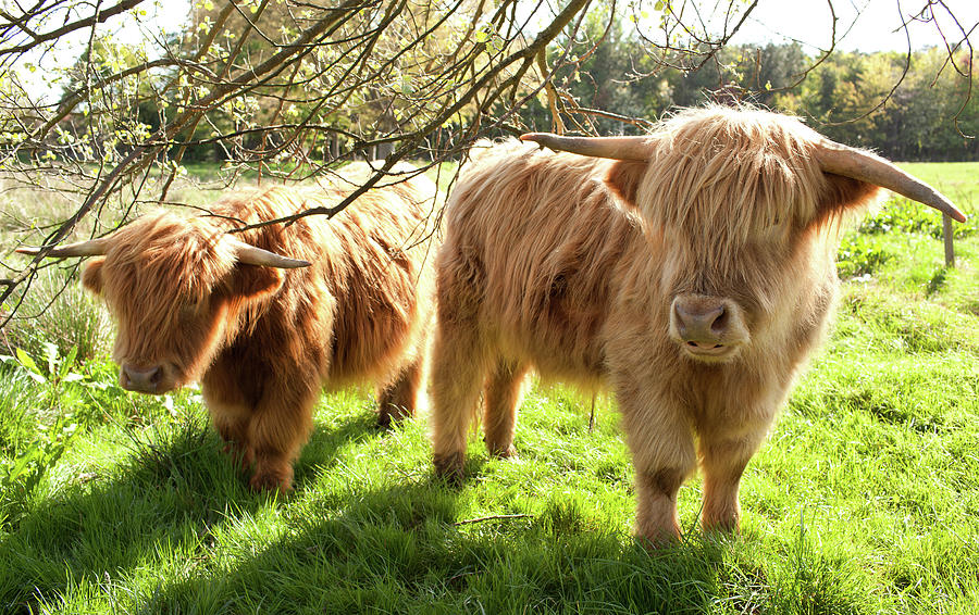Inquisitive Highland Cows Photograph by Christopher Jackson
