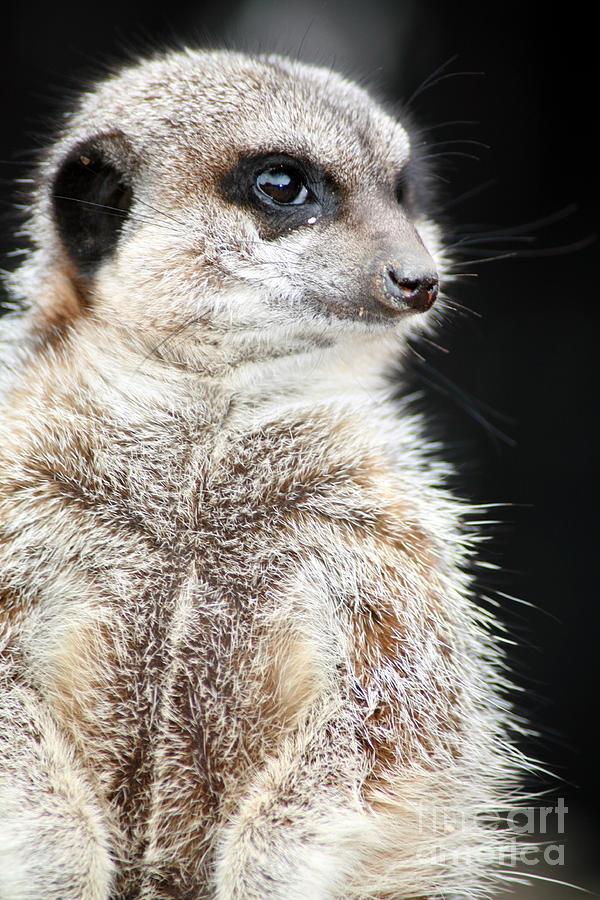 Small Photograph - Inquisitive Meerkat On The Lookout by Paul Banton Small Photograph - Inquisitive Meerkat On The Lookout by Paul Banton