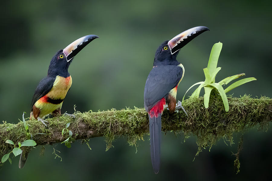 Toucan Photograph - Inquisitive Pair by Renee Doyle