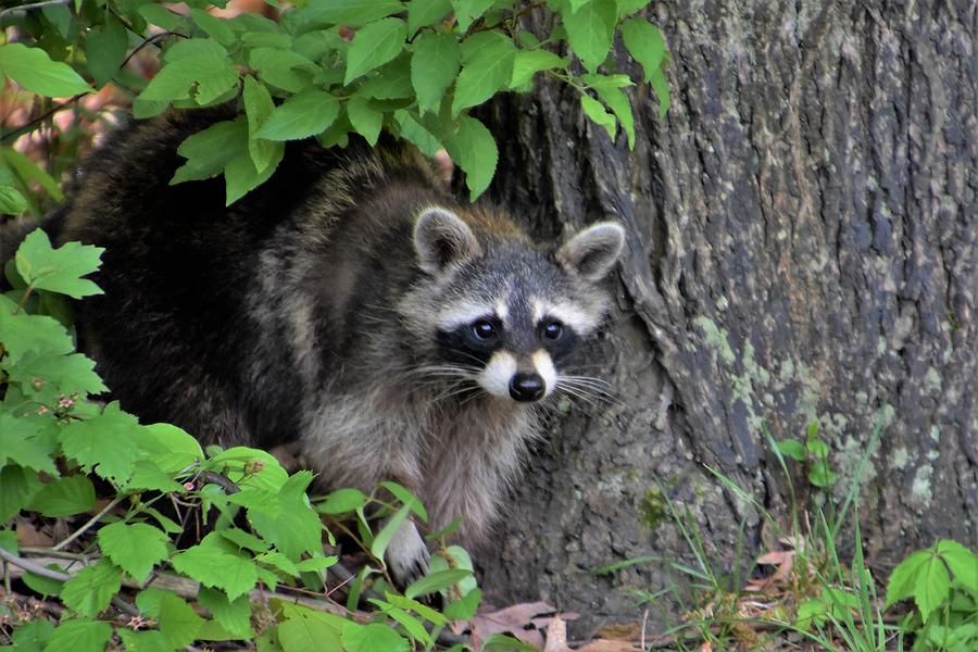 Inquisitive Raccoon Photograph by Flo McKinley - Fine Art America