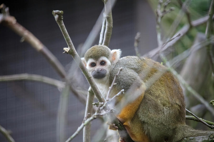 Inquisitive Squirrel Monkey by Cheltenham Media Inquisitive Squirrel Monkey by Cheltenham Media