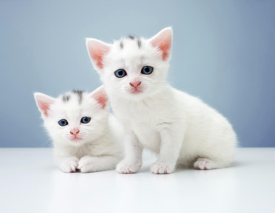Inquisitive Twin Kittens Photograph by Anthony Bradshaw