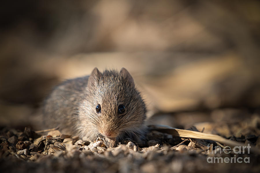 Inquisitive Wood Rat Photograph by Lisa Manifold
