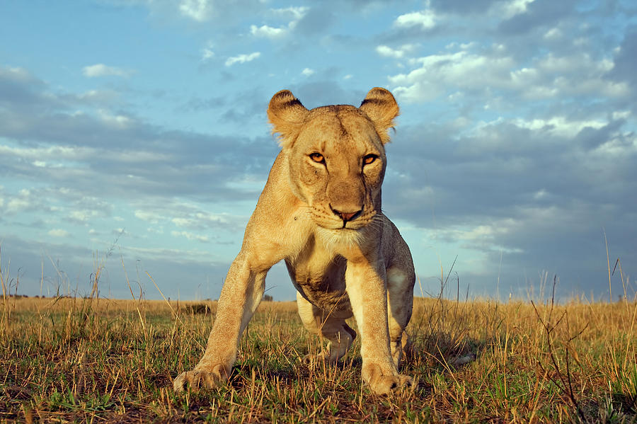 Inquisitive Young Lion - Wide Angle Photograph by Anup Shah