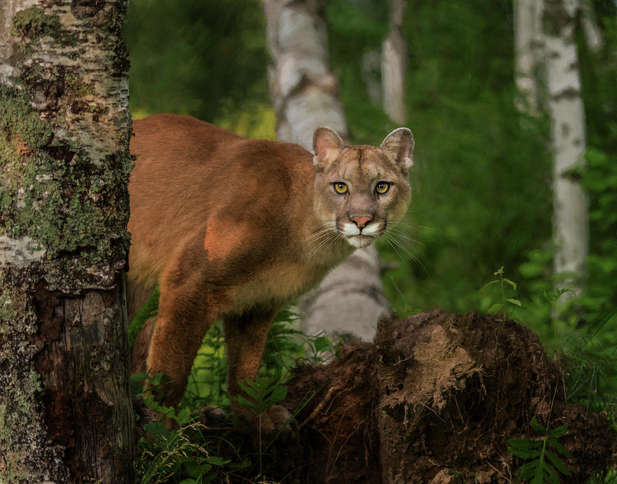Cougar Photograph - Inquistive Mountain Lion by Galloimages Online