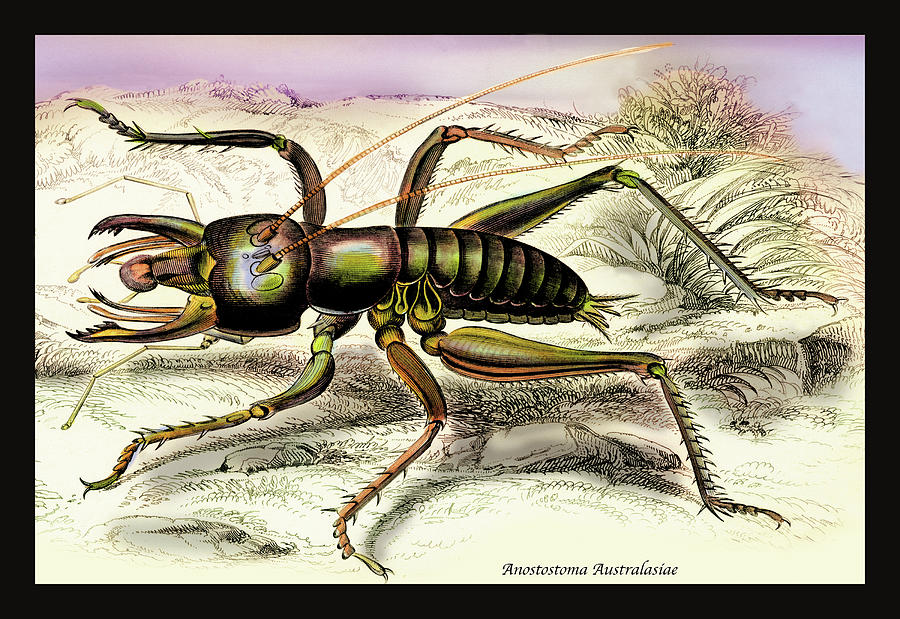 Insect: Anostostoma Australasiae Painting by James Duncan