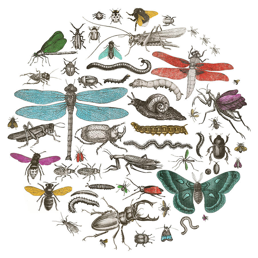Animal Painting - Insect Circle I Bright V2 by Wild Apple Portfolio