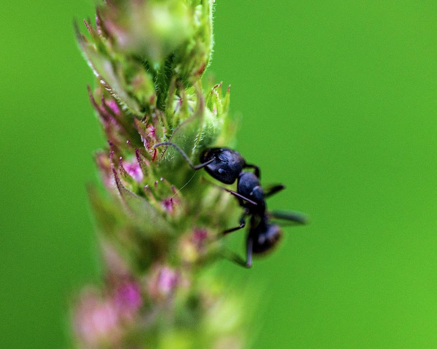 Macro Photography - Ant Photograph by Amelia Pearn