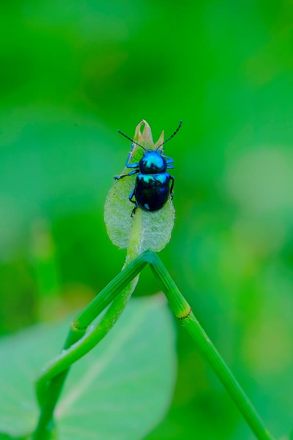 Animal Photograph - Insect by New Impressionist