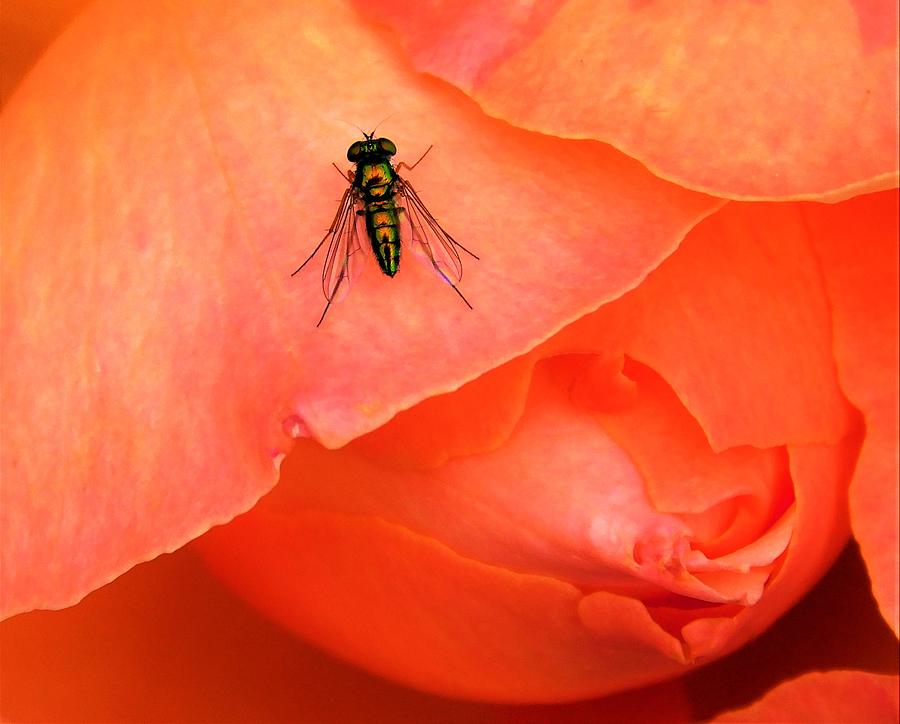 - Insect On A Pink Rose Photograph by THERESA Nye