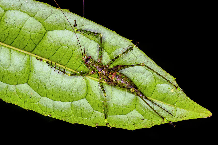Nature Photograph - Insect On Leaf, Madagascar by Panoramic Images