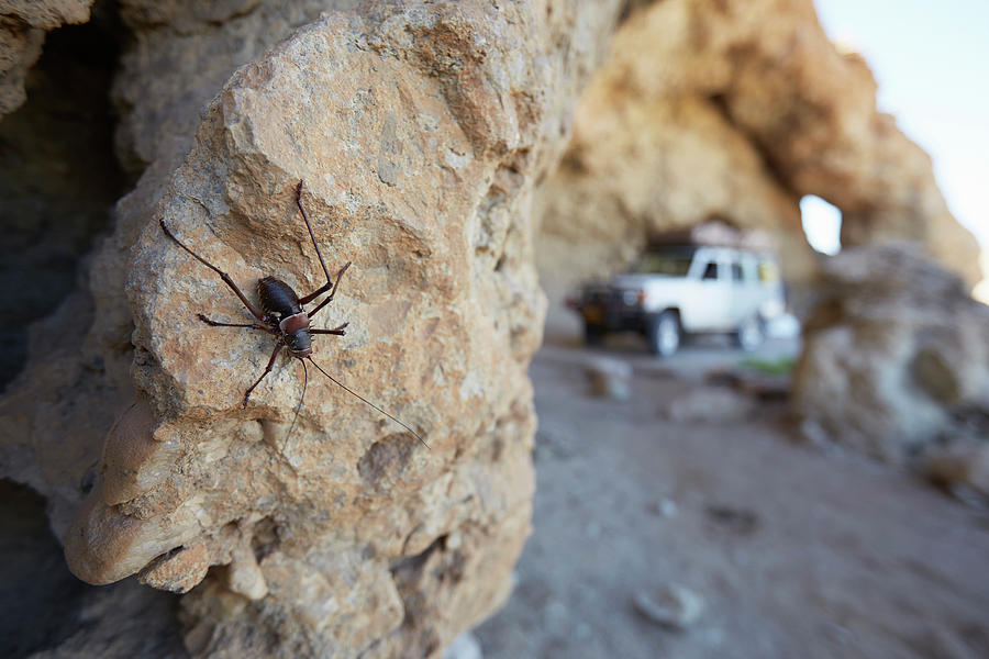 Wildlife Digital Art - Insect On Rock, Namib-naukluft National Park, Namibia by Stefan Schuetz
