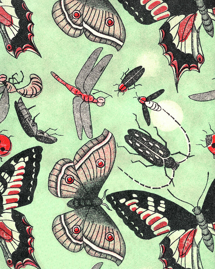 Butterfly Drawing - Insect Pattern by CSA Images