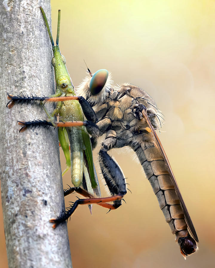 Insect Predator Photograph by Fauzan Maududdin