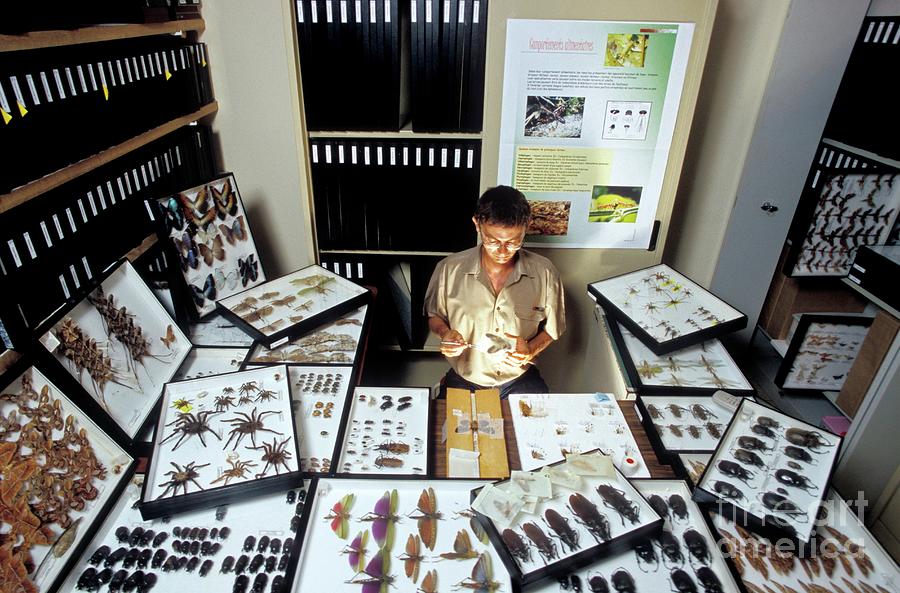 Insect Research Photograph by Patrick Landmann/science Photo Library