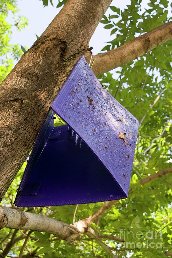 Insect Trap In Tree. Photograph by Mark Williamson/science Photo Library