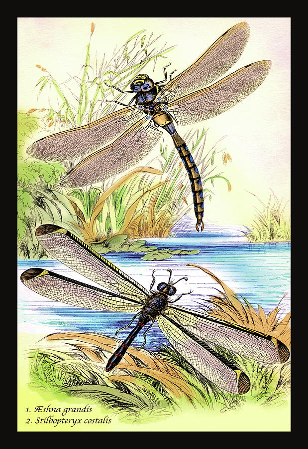 Insects: Aeshna Grandis and Stilbopteryx Costalis Painting by James Duncan