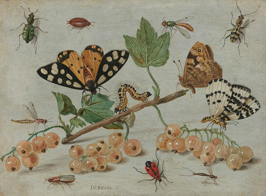 Insects and Fruits Painting by Jan van Kessel the Elder