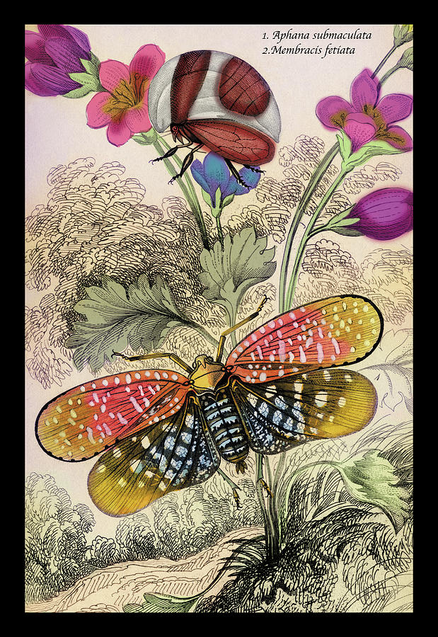 Insects: Aphana Submaculata and Membracis Fetiata Painting by James Duncan