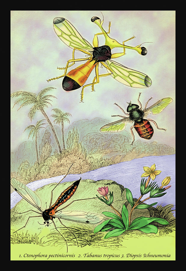 Insects: Ctenophora Pectinicornis, Tabanus Tropicus, et al. Painting by James Duncan