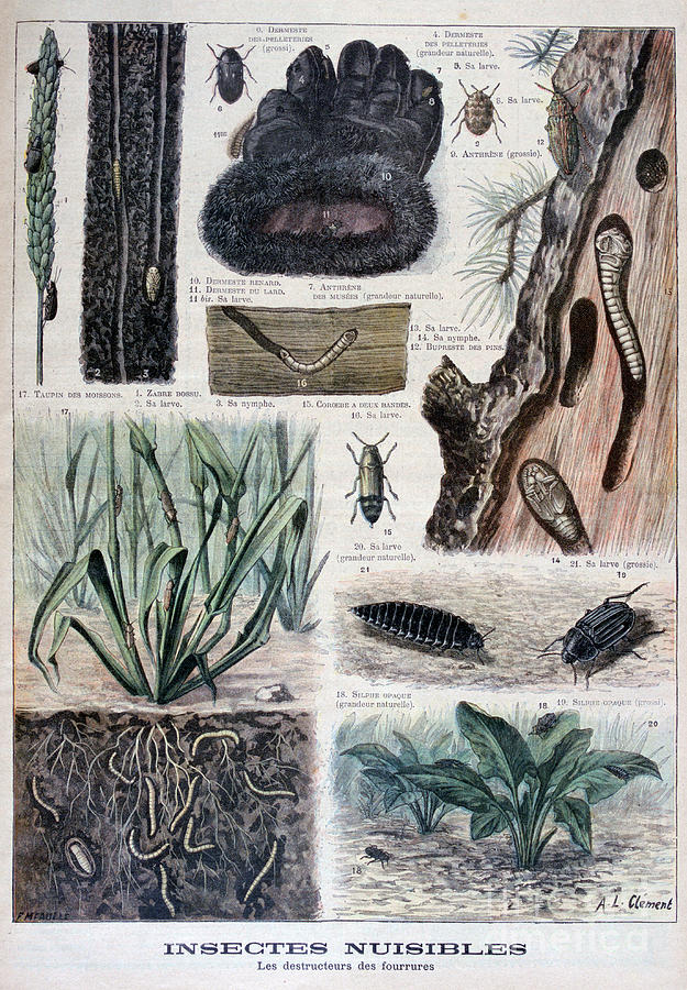 Insects Harmful To Furs, 1897. Artist F Drawing by Print Collector