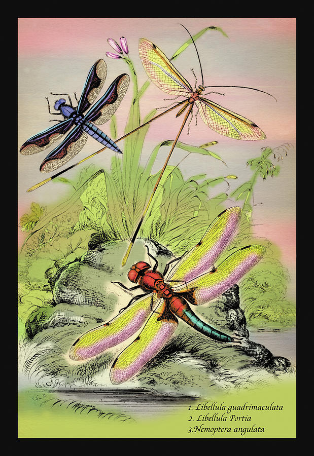 Insects: Libellula Portia, Nemoptera Angulata, et al. Painting by James Duncan
