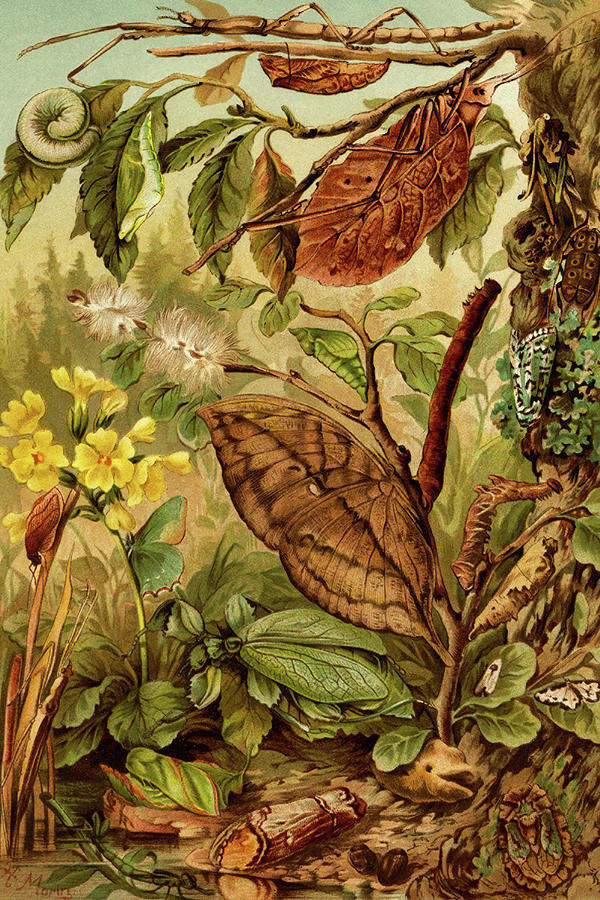 Insects Mimicry Painting by F.W. Kuhnert - Fine Art America
