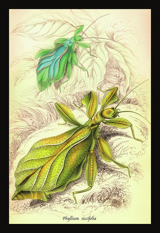 Insects: Phyllium Siccifolia Painting by James Duncan