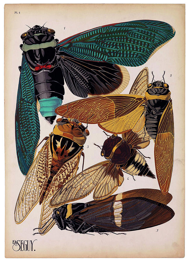 Nature Digital Art - Insects, Plate 1 By E.a. Seguy by Print Collection