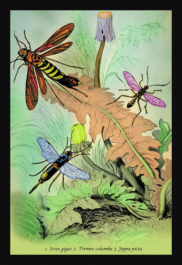 Insects: Sirex Gigas, Tremex Columba and Joppa Picta Painting by James Duncan