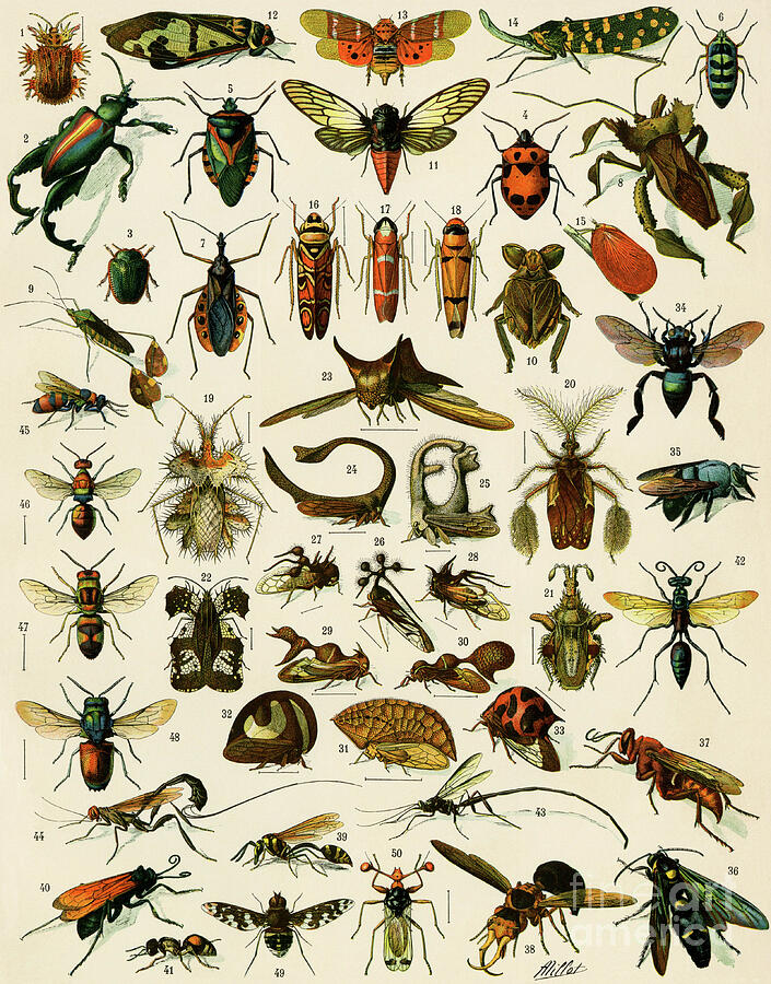 Insects, Varietes Including Flies 19th Century Lithography Drawing by American School