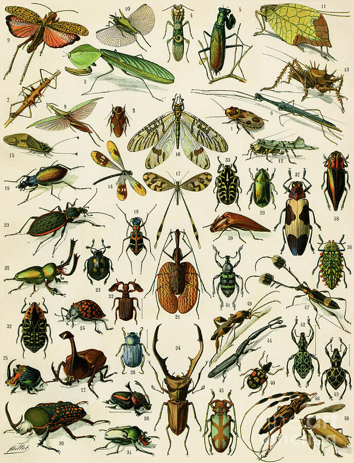 Insects, Variety Including Beetles 19th Century Lithography Drawing by American School