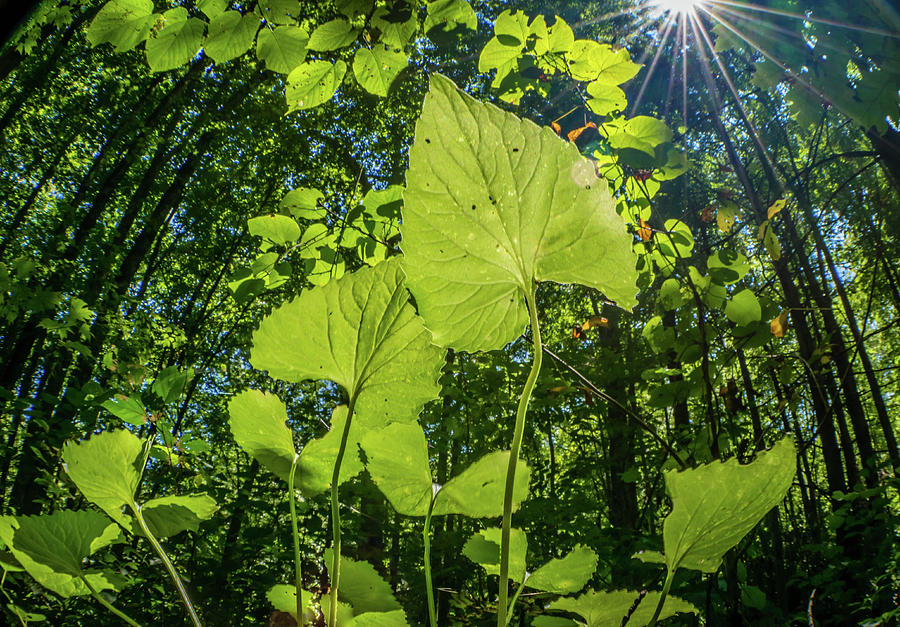 Insect's View from Forest Floor by Gary Bond Insect's View from Forest Floor by Gary Bond