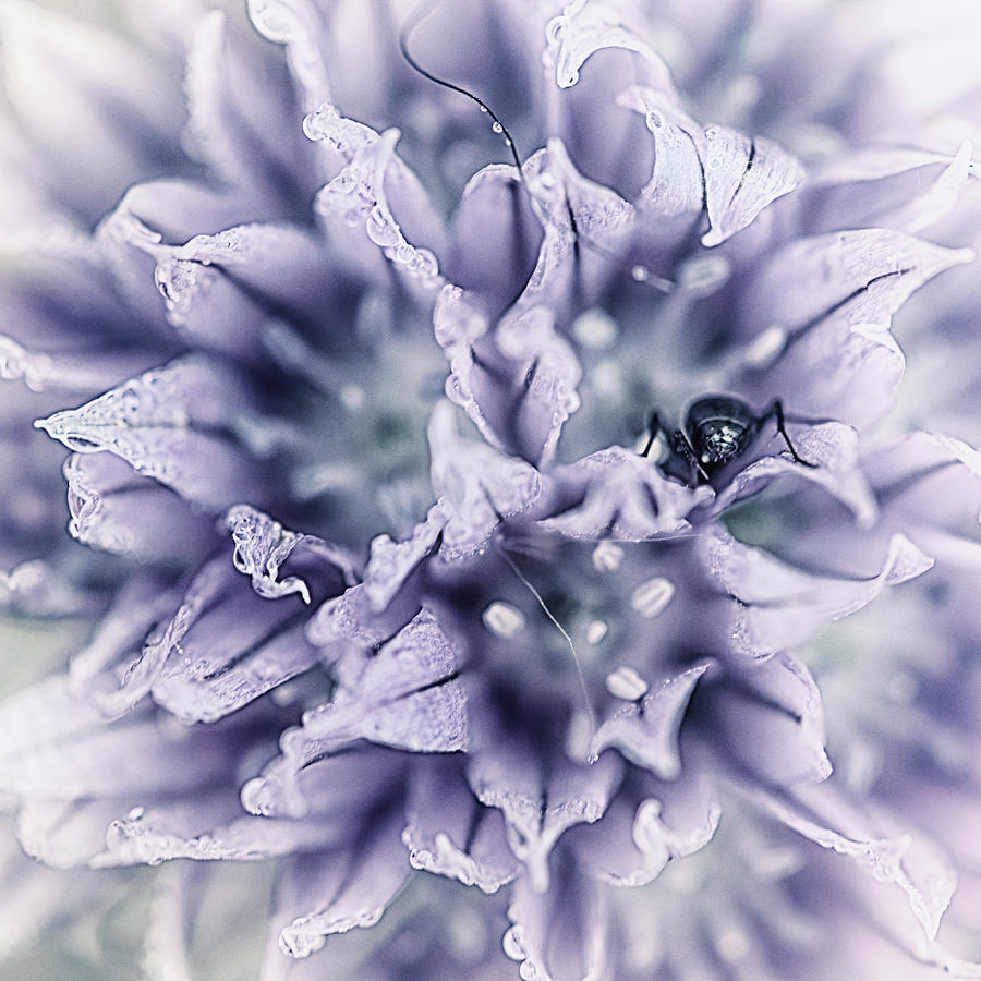 Inside A Chive Blossom Photograph by Sue Capuano
