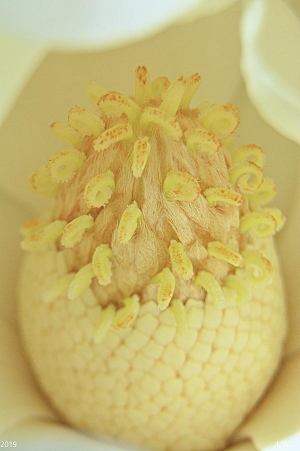Inside A Magnolia Bloom Vertical by Lisa Wooten Inside A Magnolia Bloom Vertical by Lisa Wooten