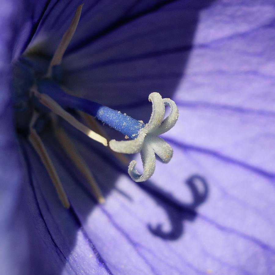 Inside a Purple Balloon Flower Photograph by Mark Horton | Fine Art America