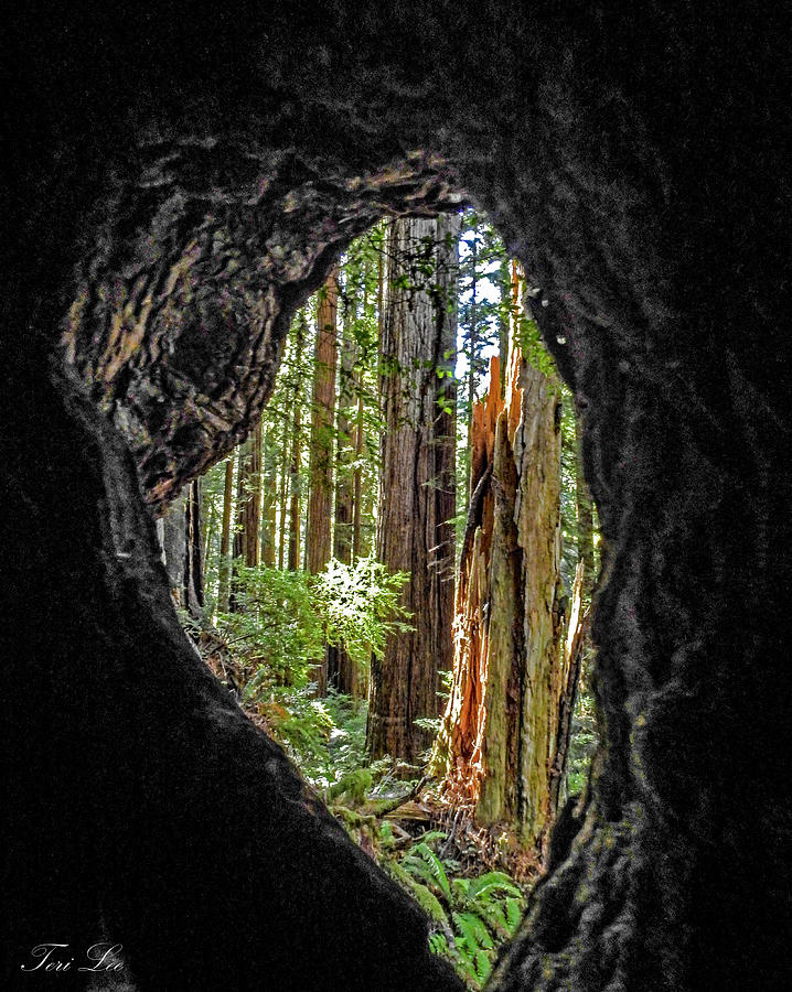 Redwood National Park Photograph - Inside a Redwood by Teri Lee