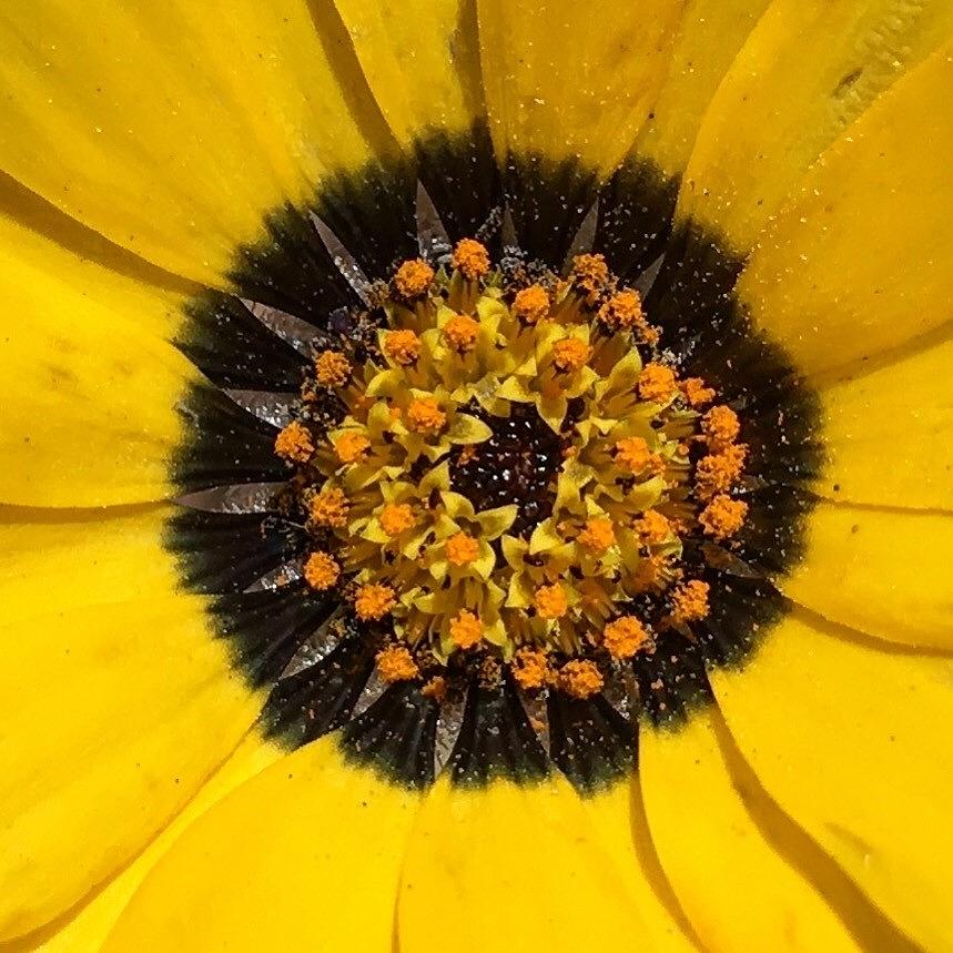 Inside a Wildflower  Photograph by Denise Elfenbein