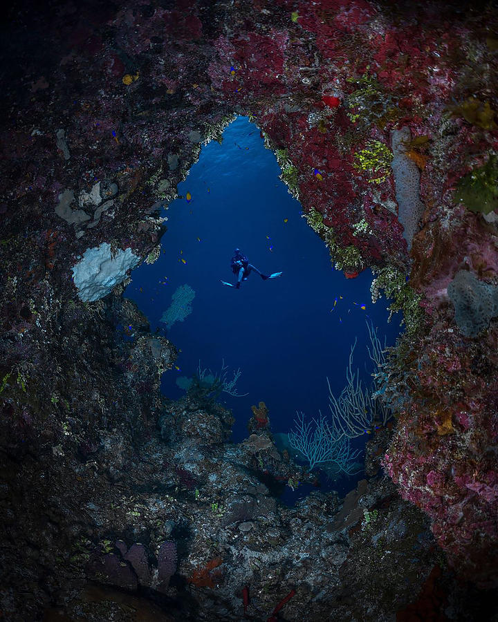 Diver Photograph - Inside And Outside by Jennifer Lu