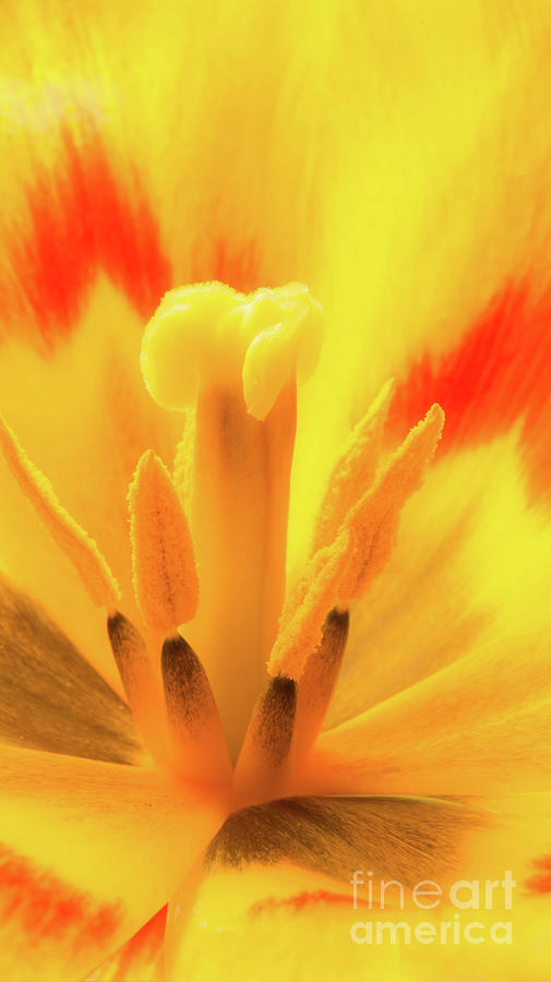 Inside of a tulip flower head,  an orange, red and yellow blossom in vivid spring colors Photograph by Ulrich Wende