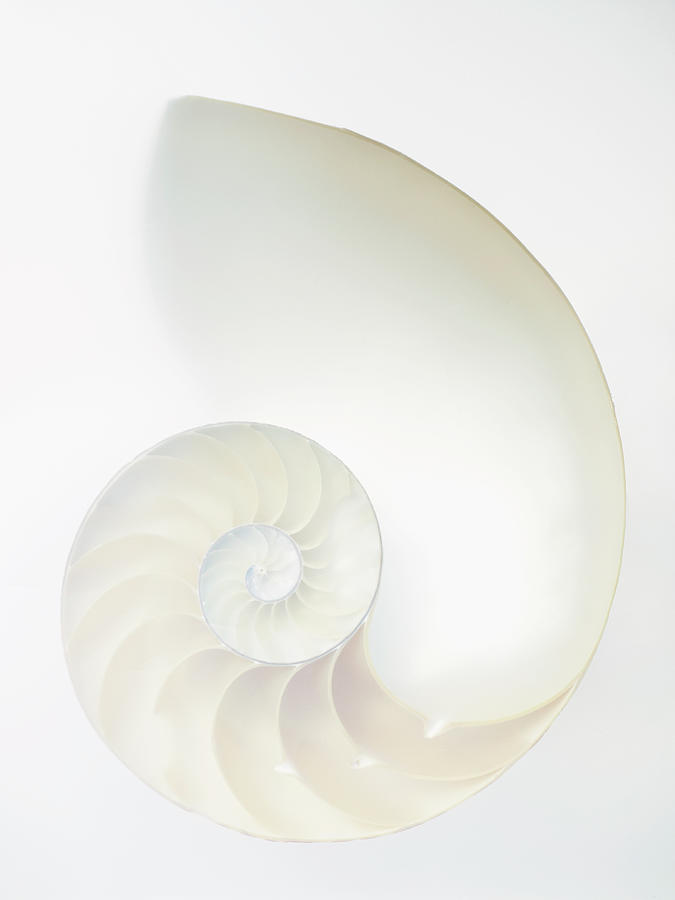 Inside Of Large White Nautilus Shell By Rick Lew