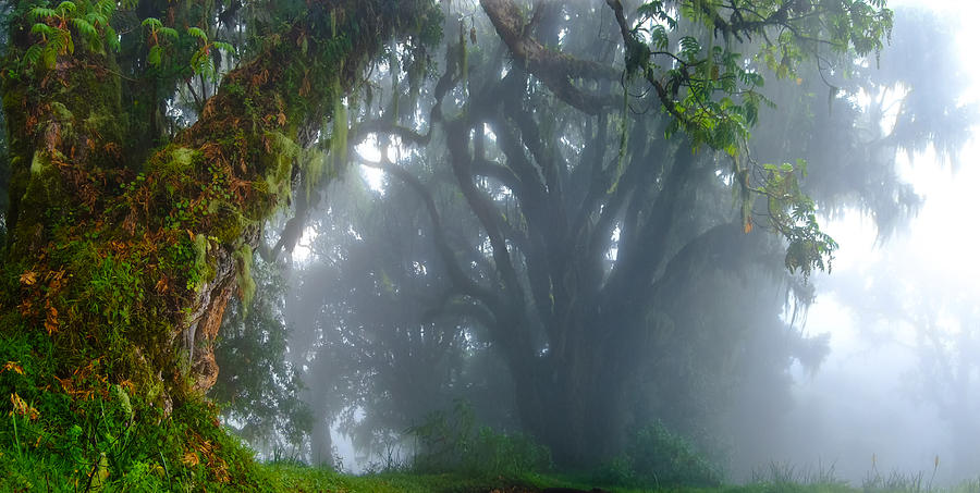 Jungle Photograph - Inside The Clouds by Bertram Schemel