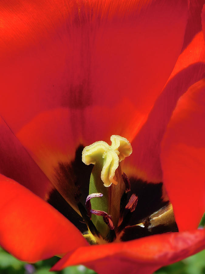 Inside The Den Of A Red Tulip Photograph